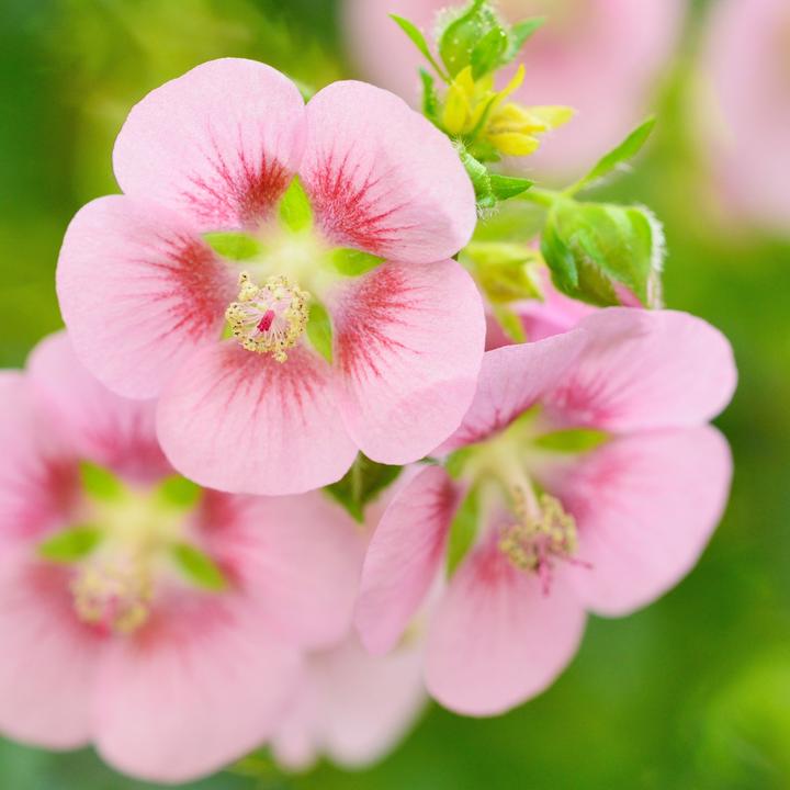 Actual product image Plant in a Box Anisodontea capensis 'El Rayo' - Set of 6 Cape Mallow (25 cm)