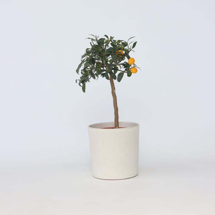 Actual product image Plant in a Box Citrus microcarpa fortunella Kumquat - (50 cm)