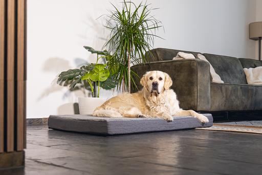 Produktbild Beeztees Zira (Hund)