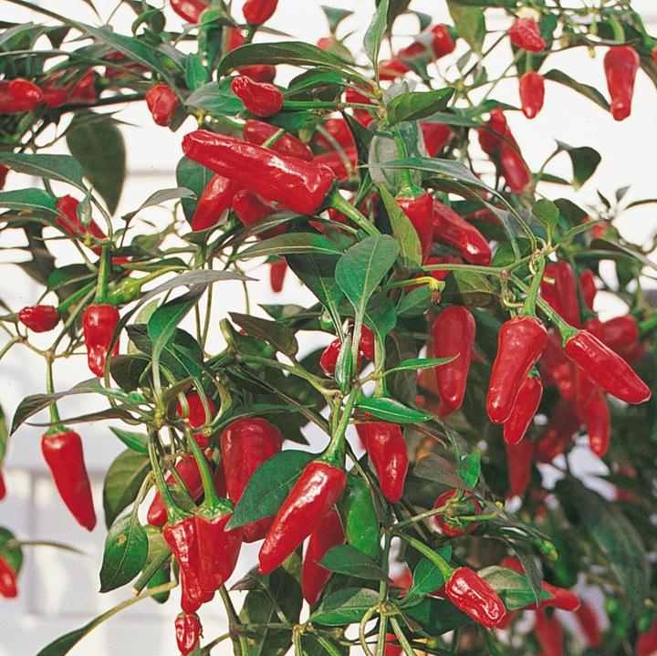 Actual product image Samen Mauser Potted Pepperoni (Vegetable seeds)