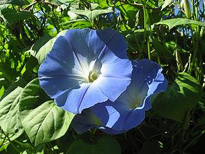 Actual product image Samen Mauser Pompom Blue Sky (Plant seeds)
