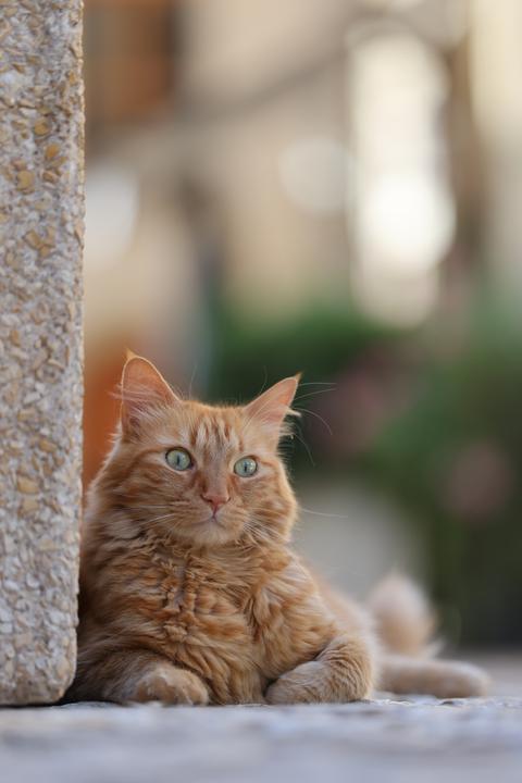 Immagine prodotto Canon RF 70-200mm F2.8L IS USM Z (Canon RF, APS-C / DX)