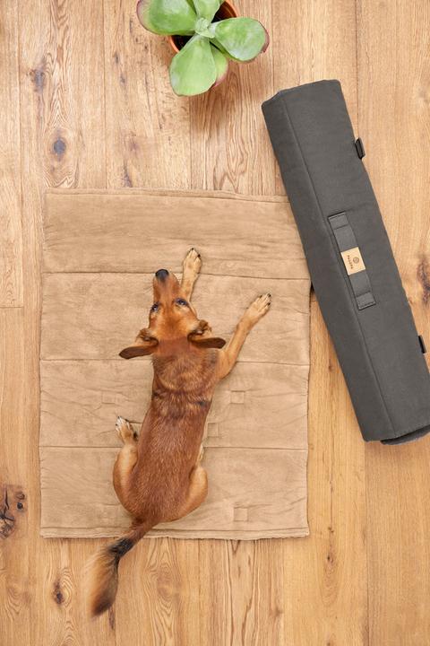 Immagine prodotto Palopa Alma (Cane)