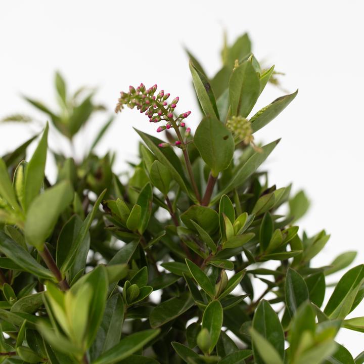 Produktbild Plant in a Box Hebe All Blooms 'Siara', 'Ranaia', 'Samona' - (30 cm)
