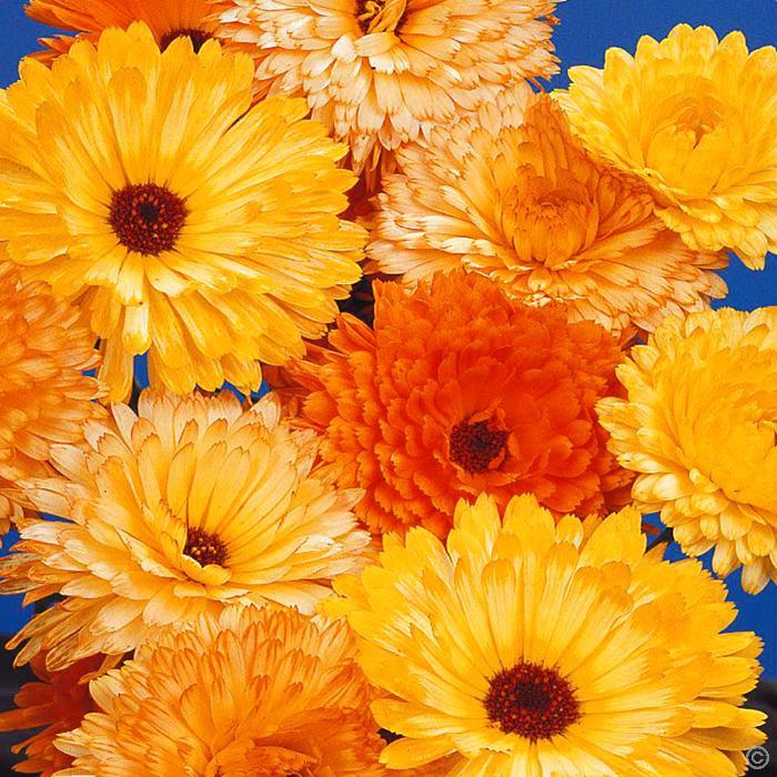 Produktbild Samen Mauser Ringelblume Pacific, gefüllte Mischung (Pflanzensamen)