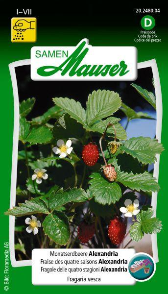 Image du produit Samen Mauser Mois de la fraise Alexandria (Graines de fruits)