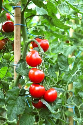 Produktbild Samen Mauser Cherry (Gemüsesamen)