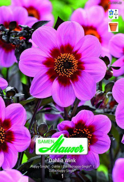 Produktbild Samen Mauser Happy Single Dahlie Wink (Blumensamen)