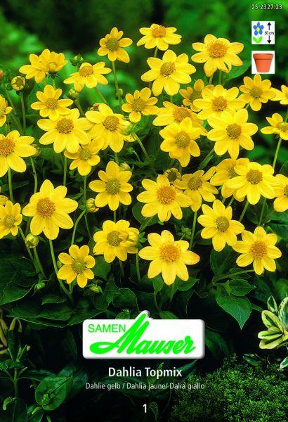 Immagine prodotto Samen Mauser Dahlia Topmix giallo (Semi di fiori)