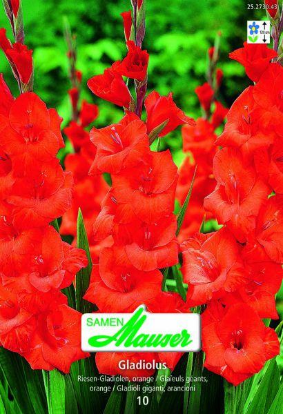 Immagine prodotto Samen Mauser Gladiole (Semi di fiori)