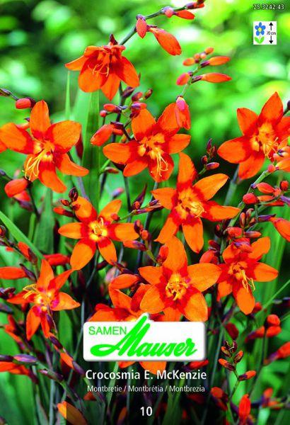 Immagine prodotto Samen Mauser Montbretie Emilie McKenzie (Semi di fiori)