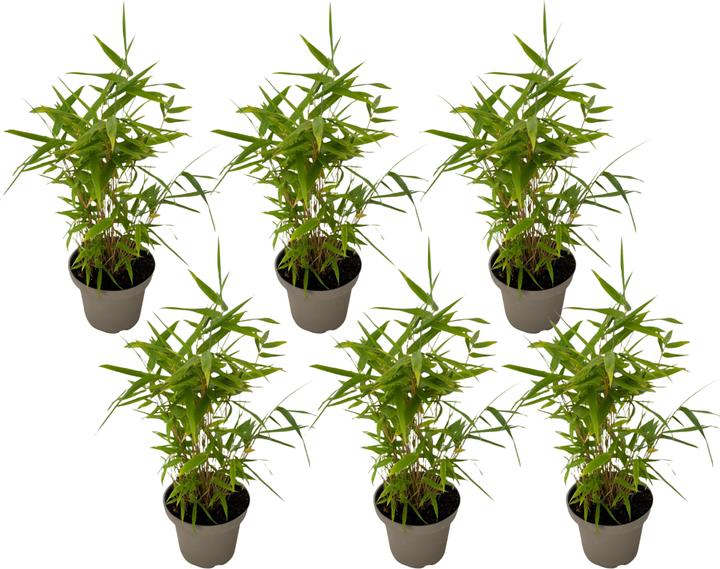 Immagine prodotto Plant in a Box Fargesia nitida 'Black Dragon' - Bambus (25 cm)