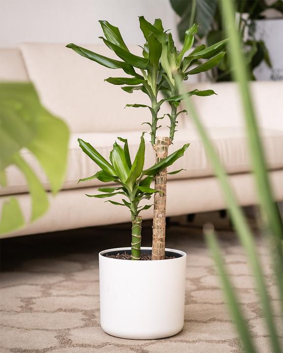 Produktbild feey Grosser Drachenbaum (85 cm, Frisch umgetopft)