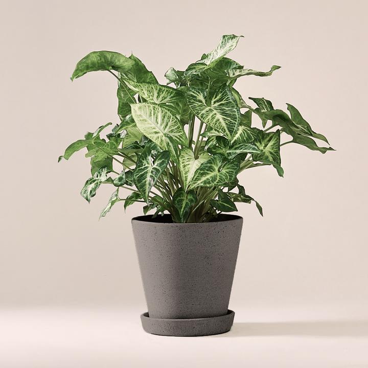 Mary and Plants Syngonium White Butterfly avec pot HAY en gris clair