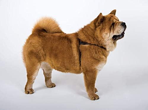 Immagine prodotto Dingo Imbracatura in pelle (S, Cane, Passeggiare, Generale)