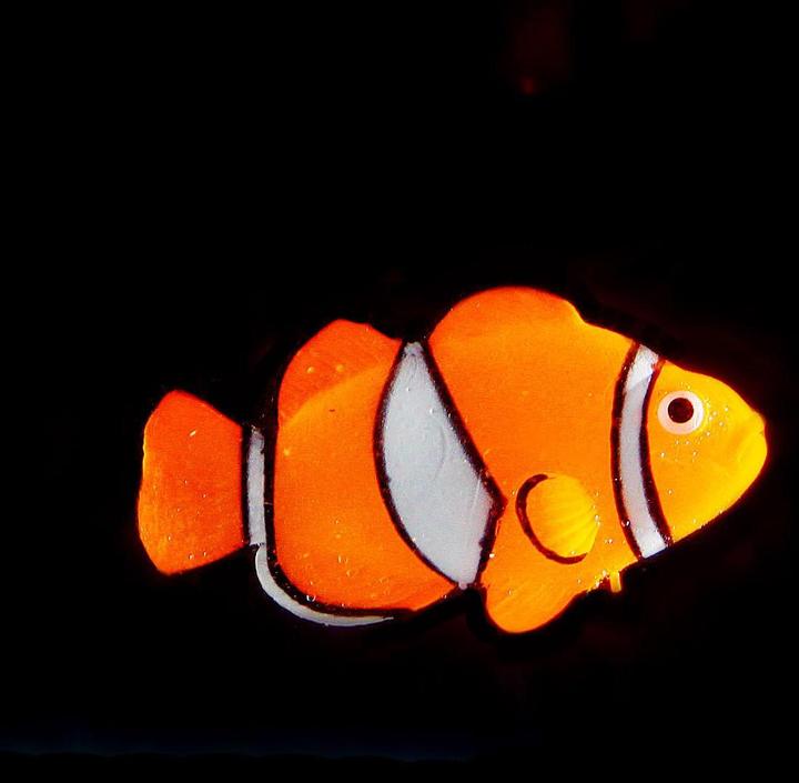 Immagine prodotto Amazonas Pesce pagliaccio (Decorazione, altre voci)