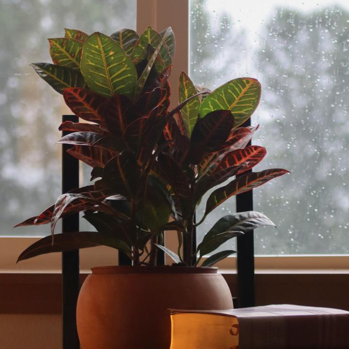 Actual product image Plant in a Box Codiaeum variegatum 'Mrs. Iceton' - Croton (60 cm)