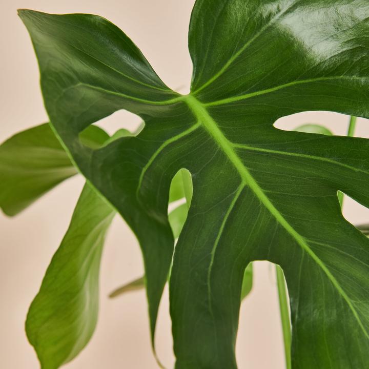 Actual product image Mary and Plants Baby Monstera (75 cm)