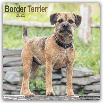 Produktbild Border Terrier 2024 - 16-Monatskalender (305 x 305 mm, Deutsch)