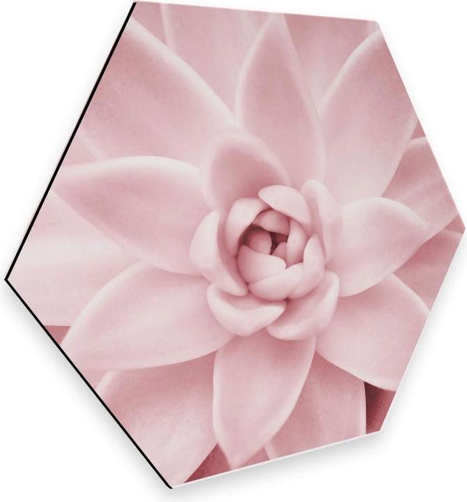 Image du produit Trenddeko Succulente rose (25 x 22 cm)