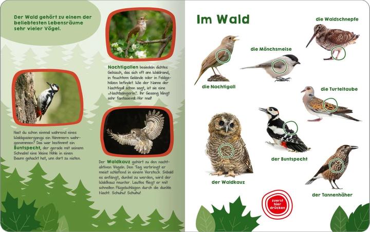 Produktbild Mein grosses Buch der Vogelstimmen (Deutsch, 2024)
