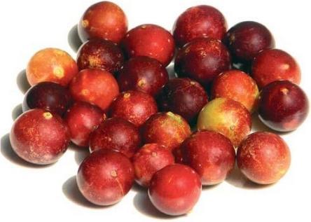 Image du produit Sembrador Poudre de camu camu commerce équitable bio (1 pièce(s), Poudre, 214 g)