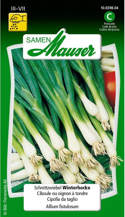 Image du produit Samen Mauser Couper la haie d'hiver des oignons (Plante bulbeuse)