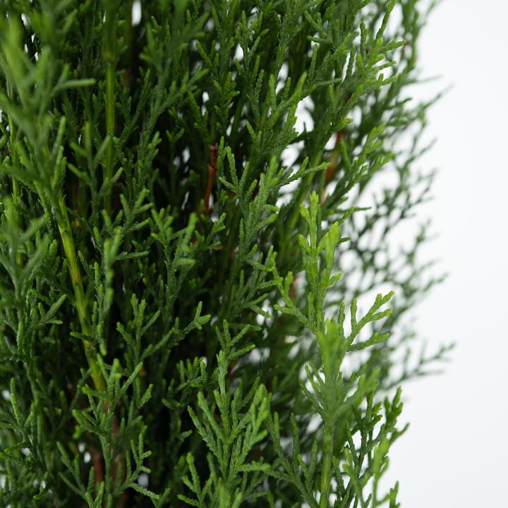 Image du produit Plant in a Box Cupressus sempervirens totem - Toskanische Zypresse (60 cm)