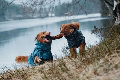 Immagine prodotto Hurtta Cappotto Monsoon mirtillo (65, Cappotto per cani)
