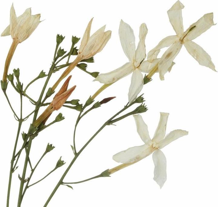 Produktbild Florascent Aroma Spray Jasmin Abs