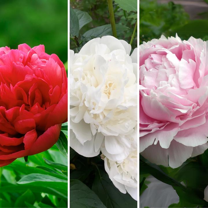 Produktbild Plant in a Box Paeonia officinalis 'Sarah Bernhardt', 'Rubra Plena', 'Duchesse de Nemours' - 6er Set Pfingstrose