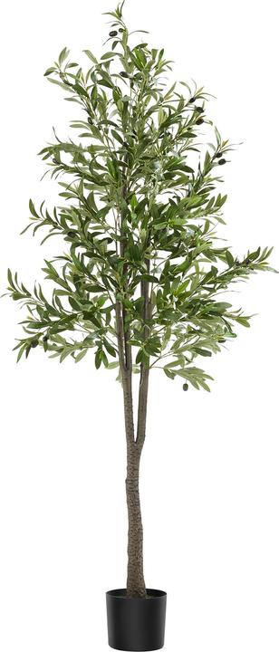 Produktbild tectake Olivenbaum Oleand (180 cm)