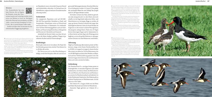 Image du produit Die Watvögel Europas (Allemand, Kirsten Nutto, Martina Wiese, Lars Gejl, 2024)