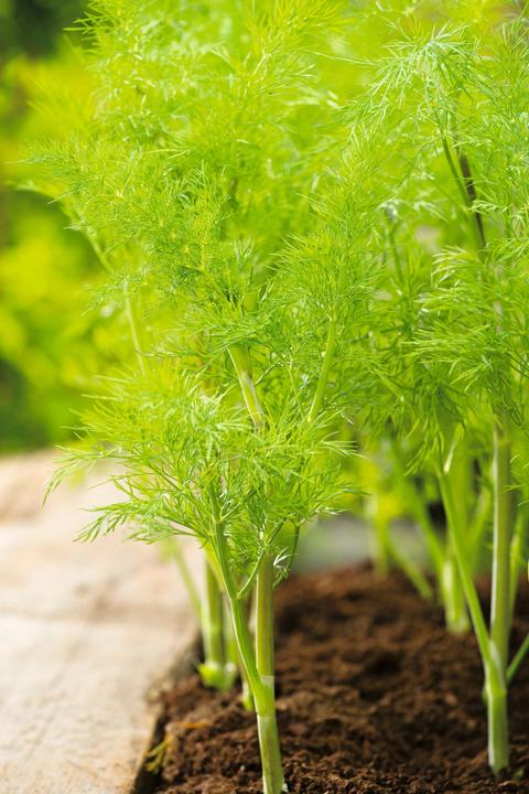 Produktbild Living Seeds Dill (Kräutersamen)