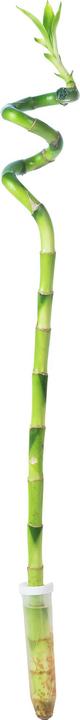 Immagine prodotto Flowerbox Lucky Bamboo - Dracaena Sanderiana (50 cm)