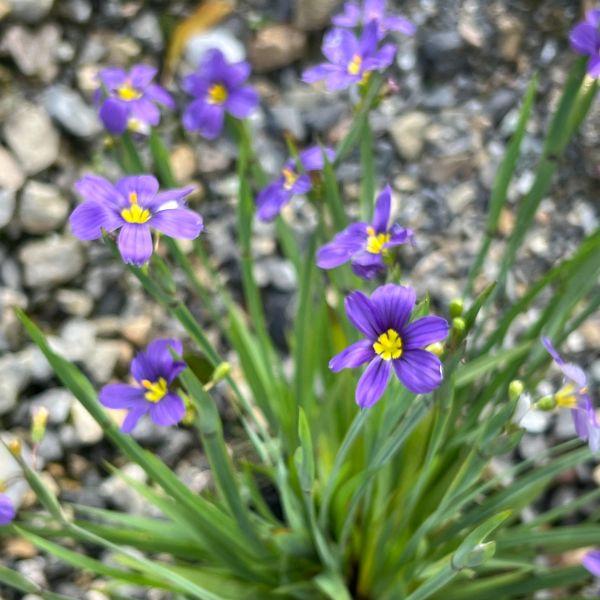 Actual product image Säntispracht Set of 3, The evergreen rush lily - Sisyrinchium angustifolium Lucerne (20 cm)