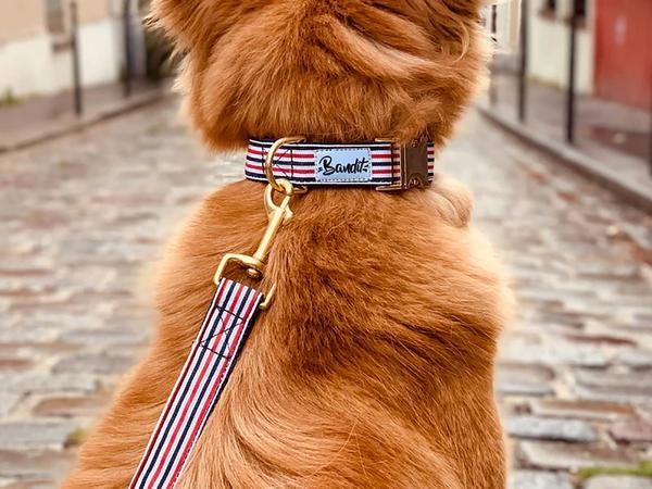 Immagine prodotto French Bandit Collare per cani Il Banban francese (Cane, Generale)