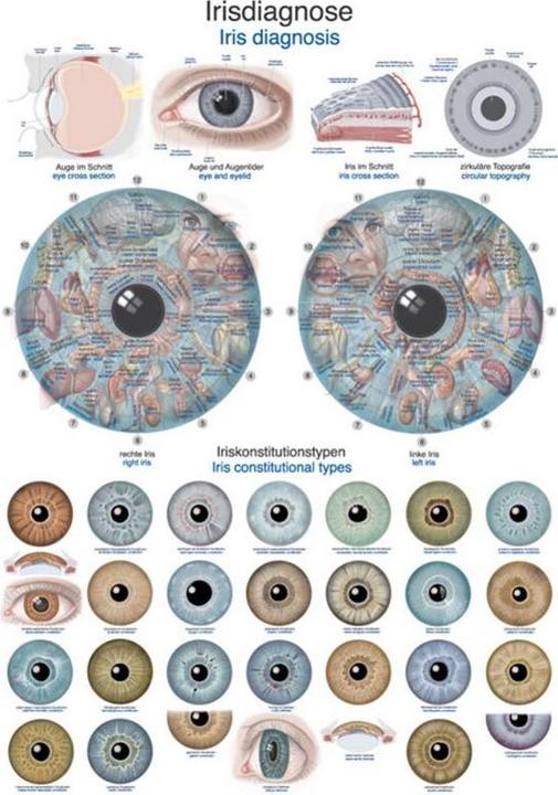 Produktbild Erler Zimmer Lehrtafel Irisdiagnose, 50x70cm