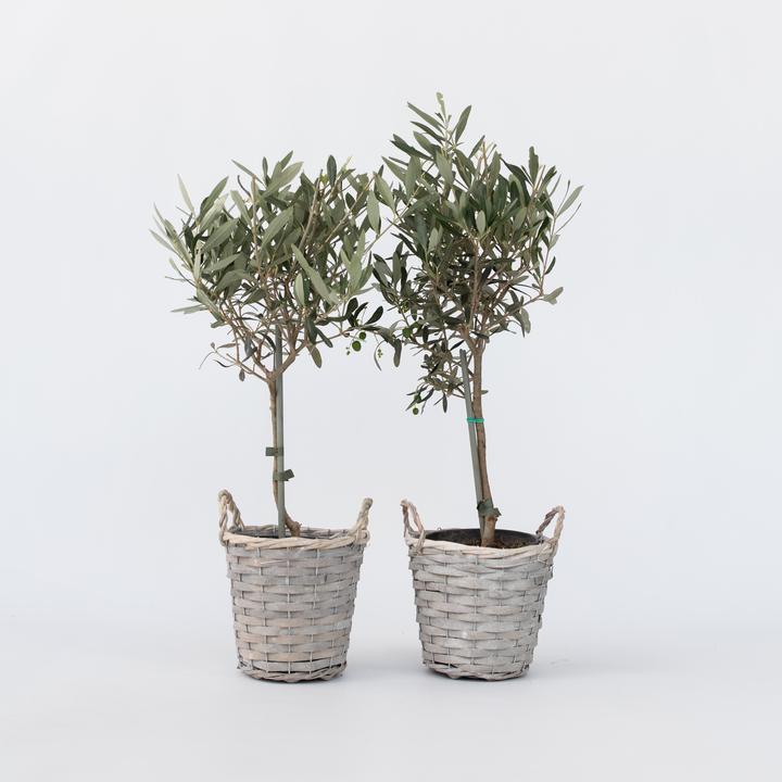 Immagine prodotto Plant in a Box Olea Europaea - Olivo in un cestino (45 cm)