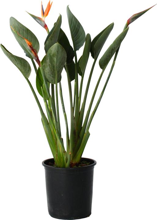 Actual product image Plant in a Box Strelitzia Reginea - Bird of paradise plant - With flower (80 cm)