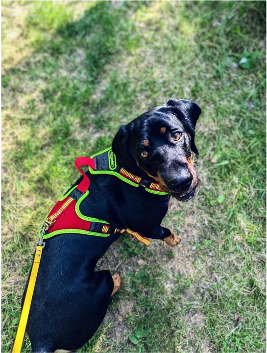 Produktbild Niggeloh Hundeführgeschirr Follow Trail (M, Hund, Hundesport)