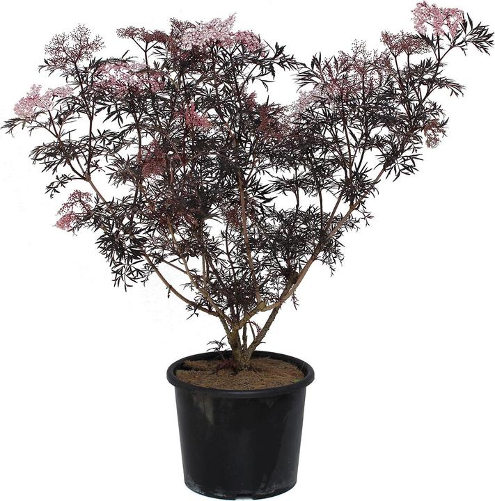 Image du produit Zulauf Schwarzer Holunder / Sambucus nig. 'Black Lace' (70 cm)