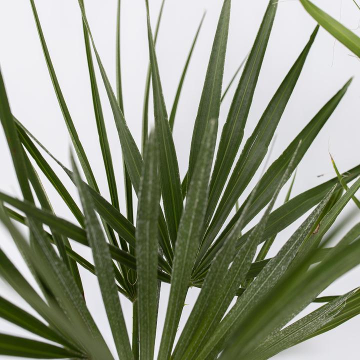 Immagine prodotto Plant in a Box Phoenix canariensis, Chamaerops Humilis, Washingtonia Robusta (50 cm)