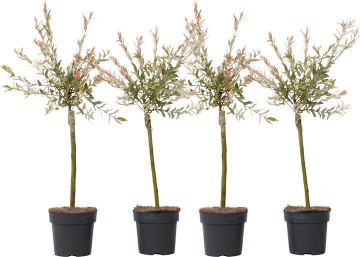 Produktbild Plant in a Box Salix integra 'Flamingo' (60 cm)