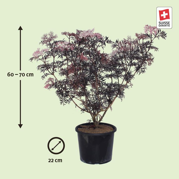 Image du produit Zulauf Schwarzer Holunder / Sambucus nig. 'Black Lace' (70 cm)