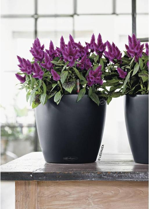Immagine prodotto Lechuza Colore Classico (21.50 cm)