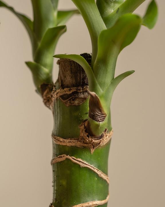 Produktbild feey Grosser Drachenbaum (85 cm, Frisch umgetopft)