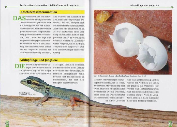 Image du produit Taggeckos 13. Der Türkisblaue Zwerggecko (Allemand, Beate Röll, 2021)