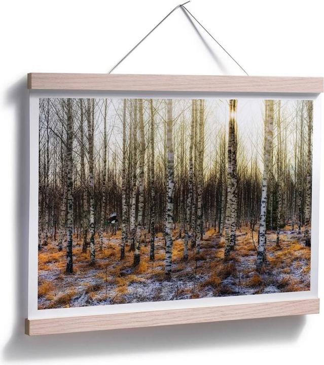 Image du produit Trenddeko Soleil dans la forêt de bouleaux (100 x 80 cm)