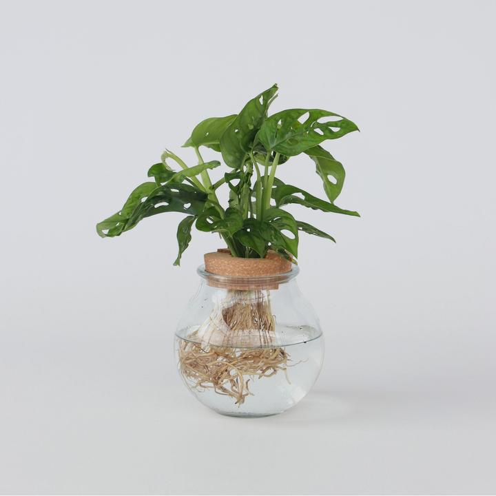 Immagine prodotto Plant in a Box Monstera Adansonii 'Monkey Mask' - Foglia di finestra in vetro (35 cm)
